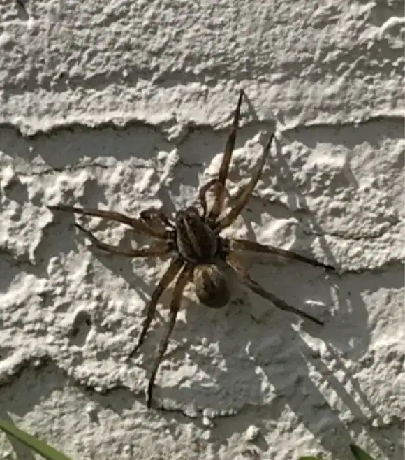 Wolf spider on the wall of a house in Port St Lucie FL