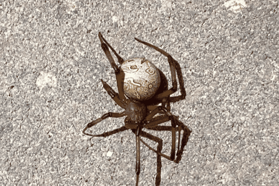 Brown widow spider control in Port St Lucie and Palm City