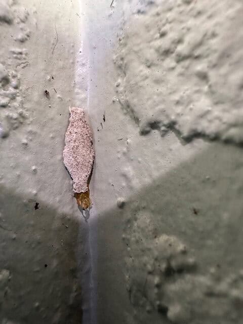 Plaster Bagworm in Palm City, FL — close-up of a single bagworm case
