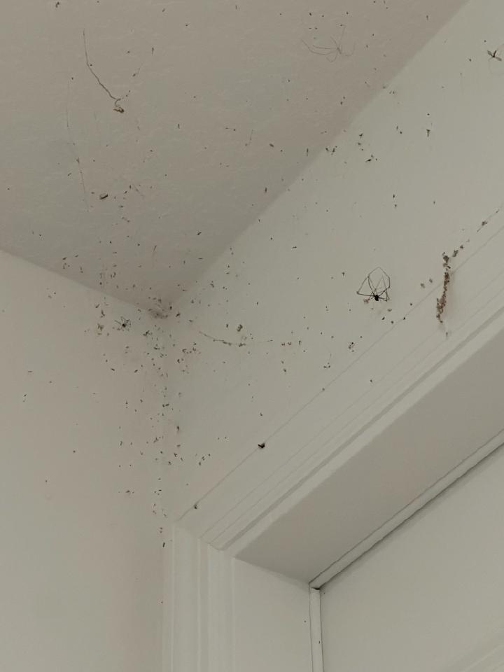 Spider webs and dead bugs - exactly what a plaster bagworm wants to see. 