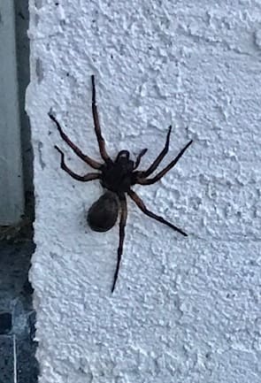 Wolf Spider (Hogna miami) (Lycosidae) hunting spider
