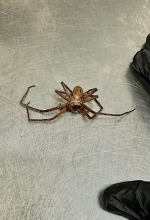 Huntsman spider in Martin County Florida home - large but harmless