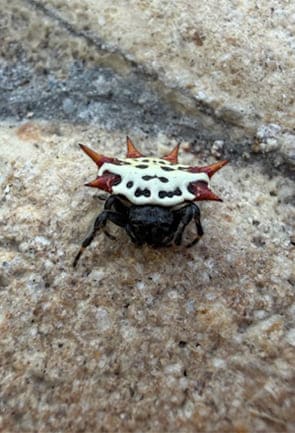 Orb weaver spider Martin County Florida - harmless web building species
