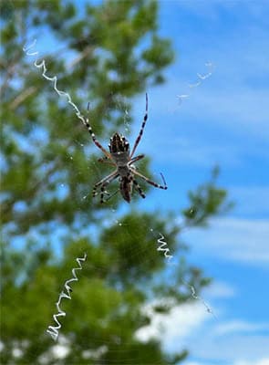 Silver Argiope (Argiope argentata)