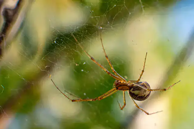 Spider control in Port St Lucie and Palm City