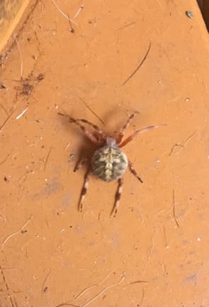 Spotted orb weaver spider Treasure Coast Florida - beneficial web builder