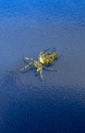 Tropical trashline orbweaver on pool screen Florida - Allocyclosa bifurca greenish spider