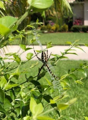 Yellow garden spider with zigzag web Florida - writing spider Argiope aurantia