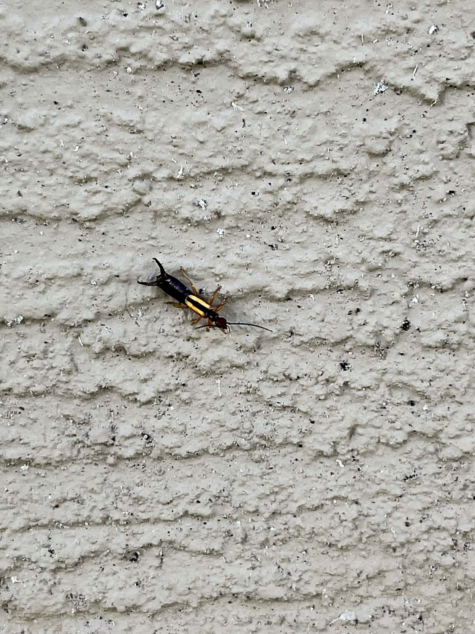 A lined earwig on a stucco wall; the pincers at its rear distinguish it from a silverfish.