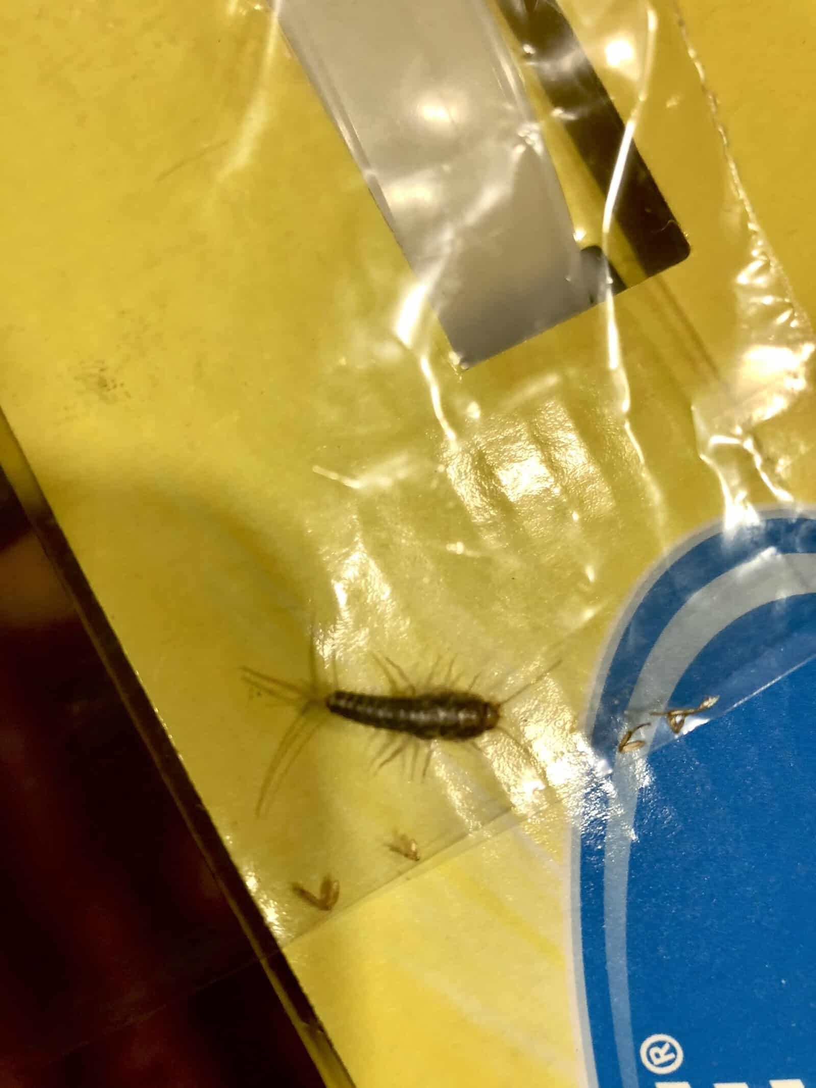 A silverfish caught on a sticky monitoring trap in a Port St. Lucie home.