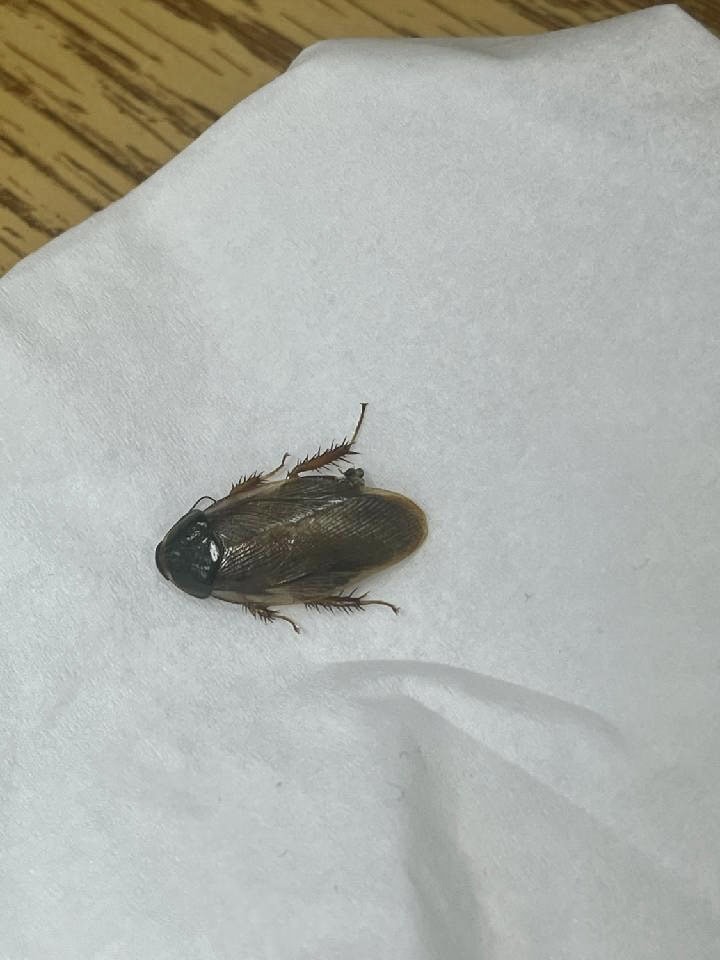 Surinam cockroach (Pycnoscelus surinamensis) found in Port St. Lucie, Florida