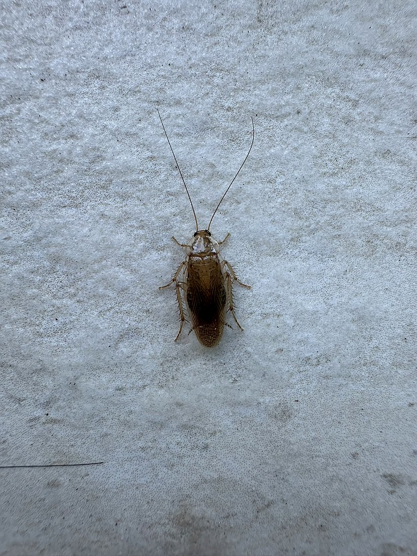 Asian cockroach found in Port St. Lucie, Florida