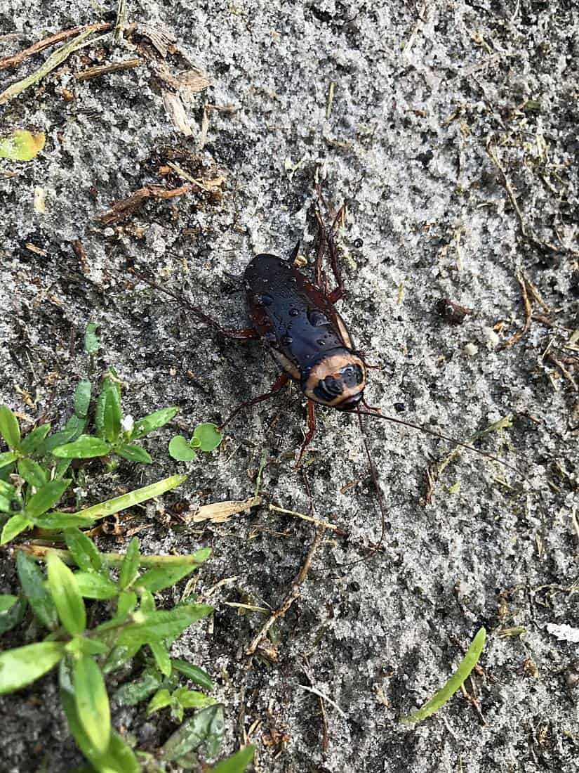 Australian cockroach on sandy ground in Port St. Lucie, Florida