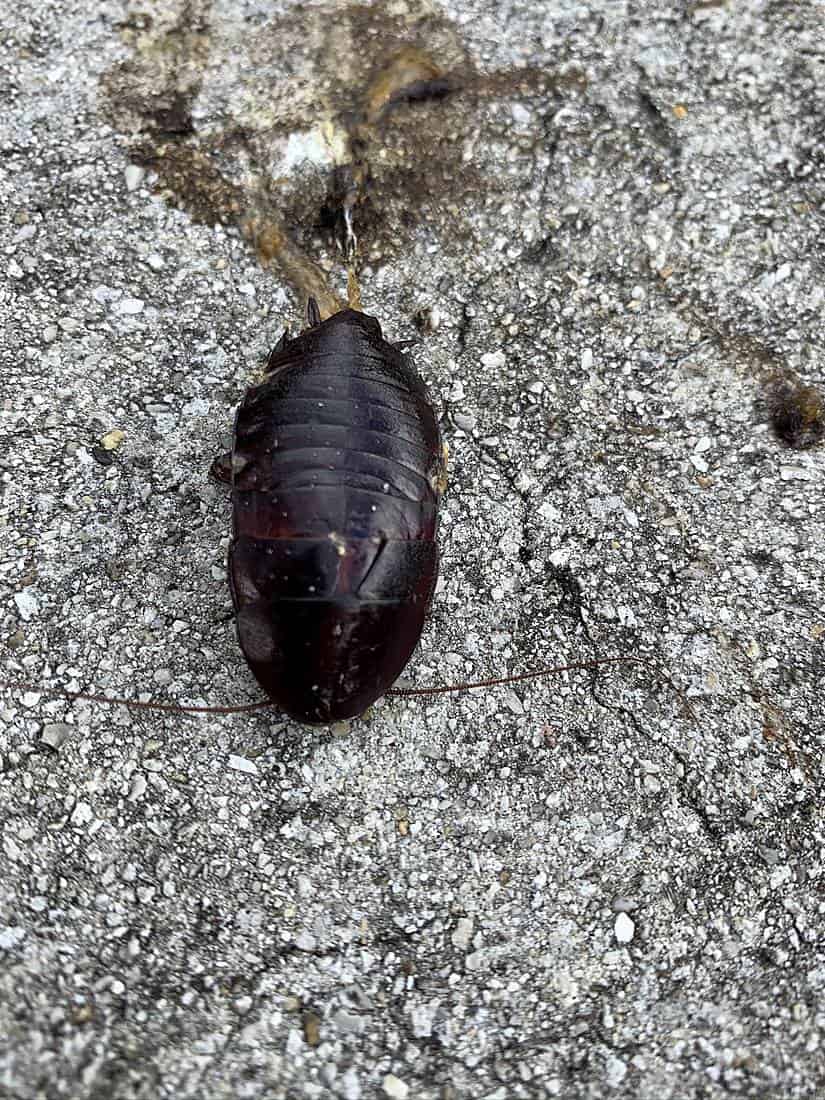 Florida woods cockroach on concrete in Port St. Lucie, Florida