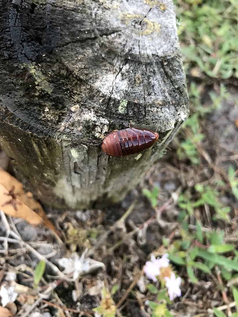 Smokybrown cockroach on wood in Port St. Lucie, Florida