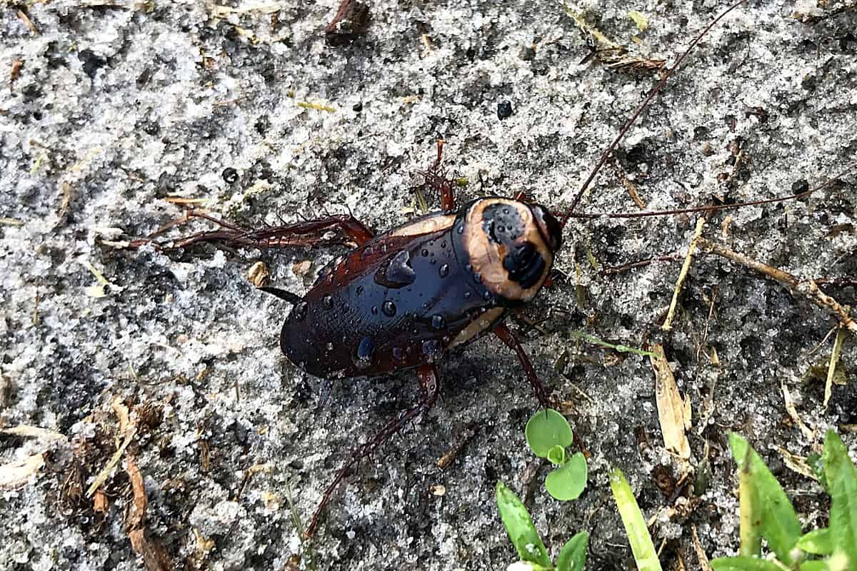 Australian cockroach on sandy ground in Port St. Lucie, Florida