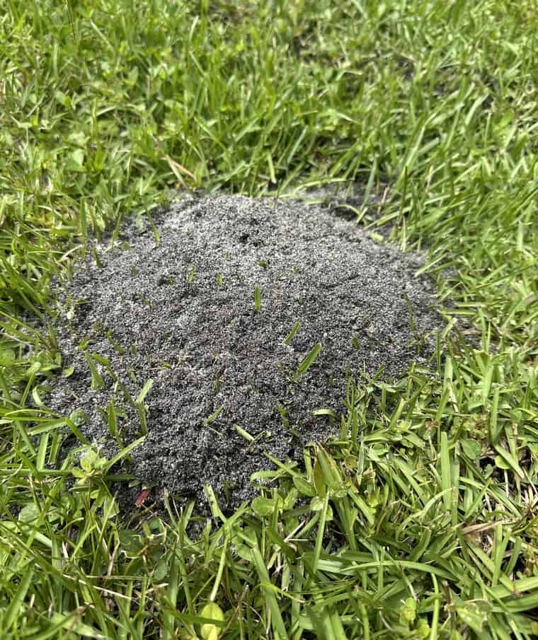 Fire ant mound in a lawn in Palm City, Florida